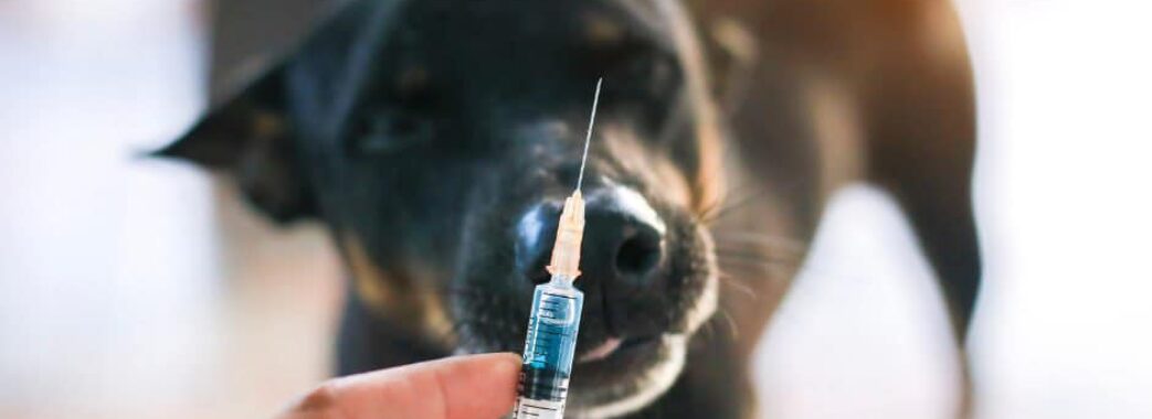 На Яворівщині виявили сказ: в чотирьох селах проведуть вимушену вакцинацію