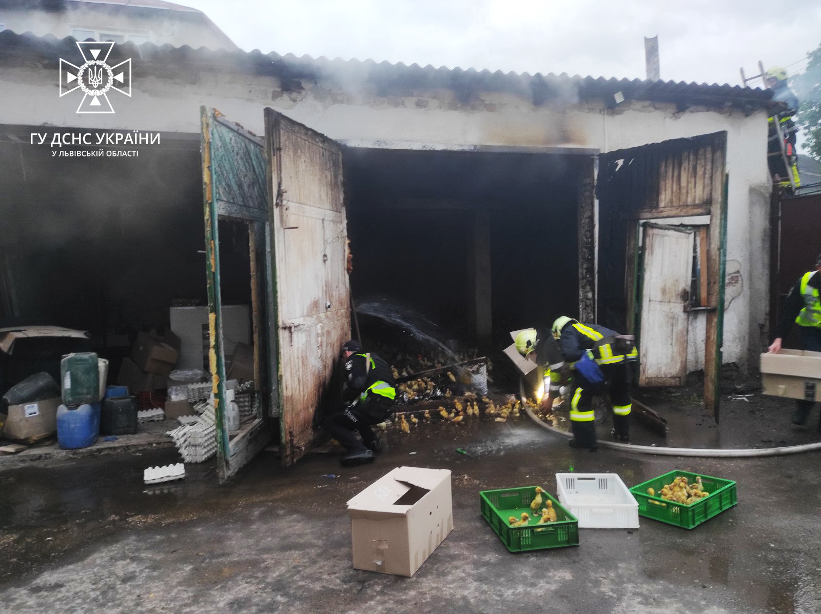 У Бродах надзвичайники врятували з пожежі 650 каченят