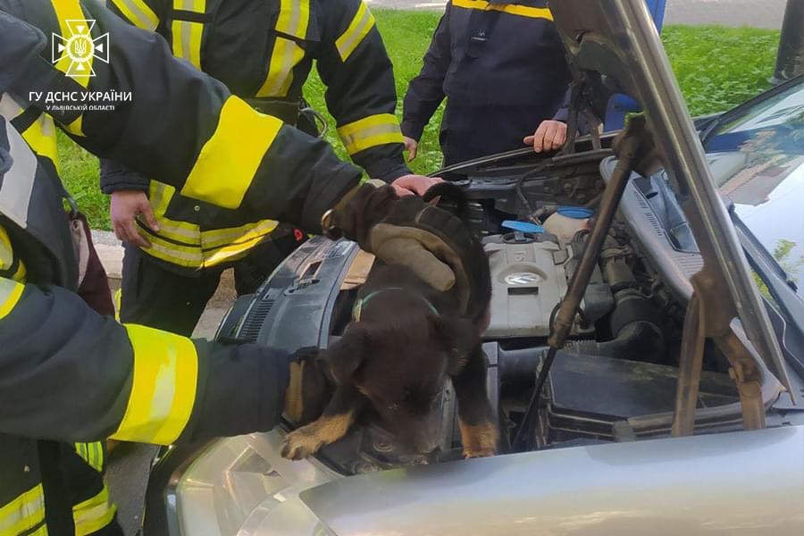 У Стрию цуценя застрягло під капотом автівки
