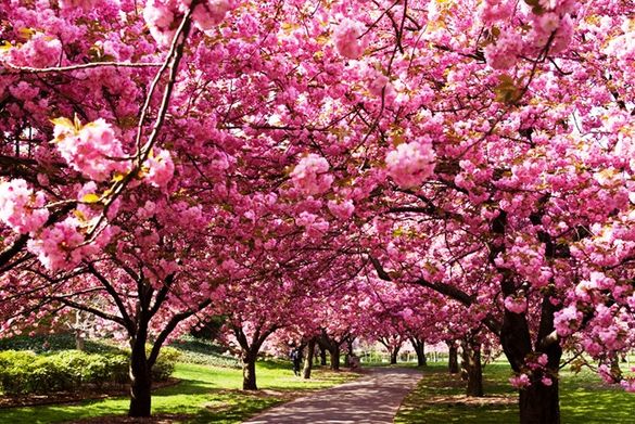 У Дрогобичі висадять алею сакур у знак памʼяті про полеглих Героїв