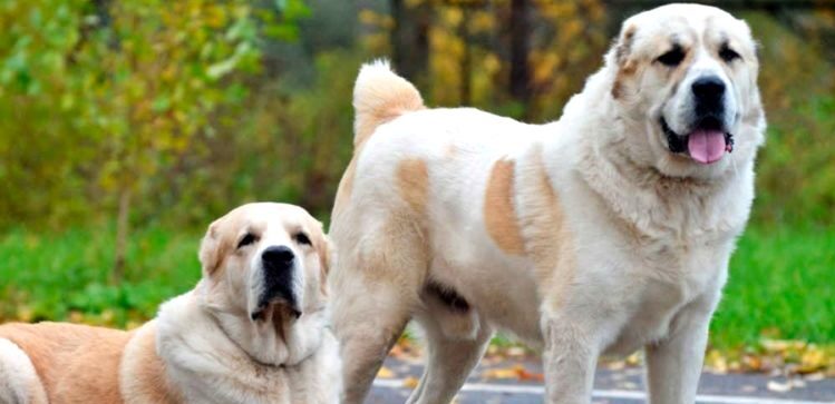 Власницю алабаїв, які кидались на людей і собак у Дрогобичі, судитимуть