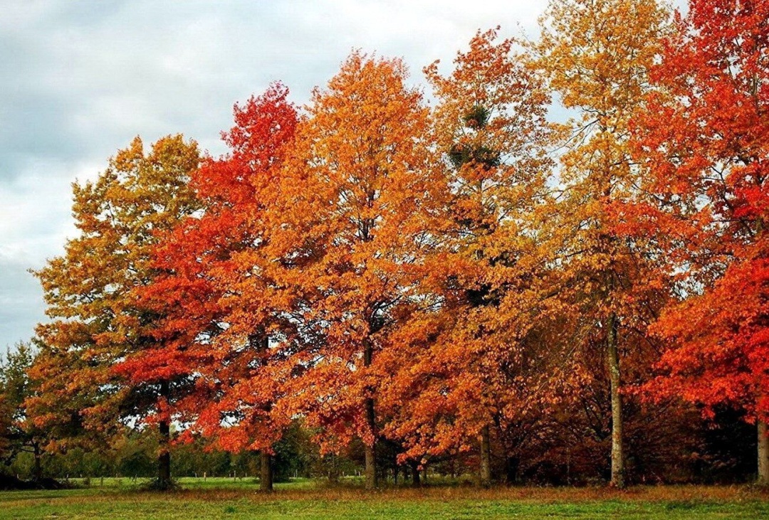 В Україні заборонили висаджувати окремі види дерев у лісах: перелік