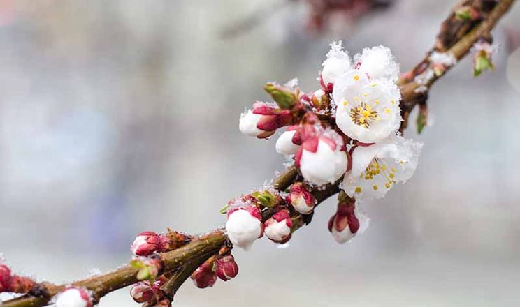 Синоптики попереджають про нічні заморозки на Львівщині