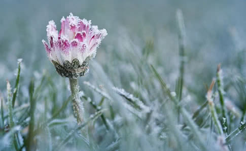 Мешканців Львівщини попереджають про сильні нічні заморозки