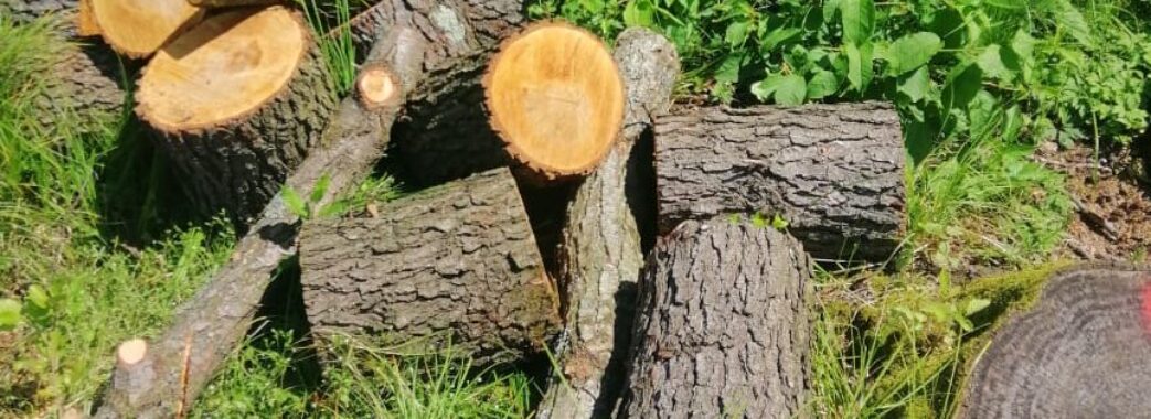 На Львівщині виявили незаконну рубку дерев на понад 3 мільйони гривень