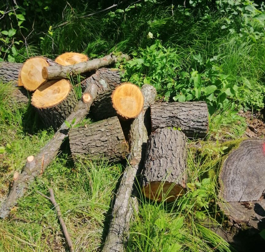 На Львівщині виявили незаконну рубку дерев на понад 3 мільйони гривень