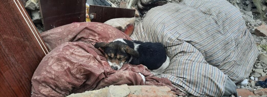 Єдина вціліла: як живе собака Ельза, господарі якої загинули під час ракетного обстрілу на Золочівщині