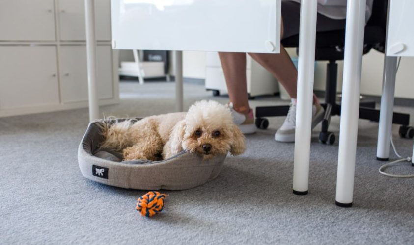 У п’ятницю можна брати зі собою на роботу собаку