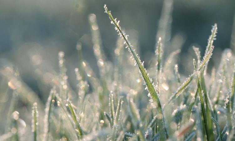 Синоптики попереджають про нічні заморозки