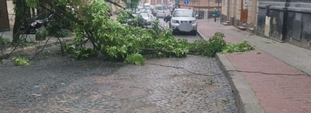 У Львові на вулиці Коперника впало дерево