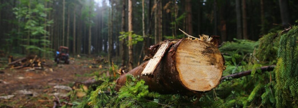 Житель Самбірщини заплатить штраф за перевезення деревини у заповідній зоні