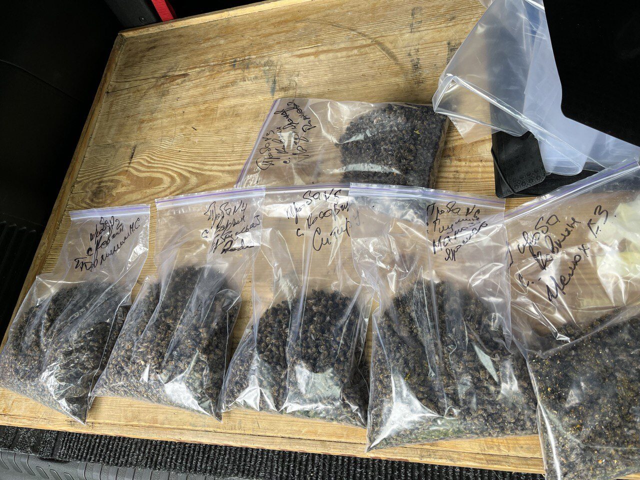 На Бродівщині загинули близько 30 мільйонів бджіл: у чому причина