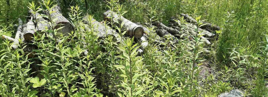 На Яворівщині екоінспектори виявили незаконно зрубаних дерев на понад 200 тисяч гривень
