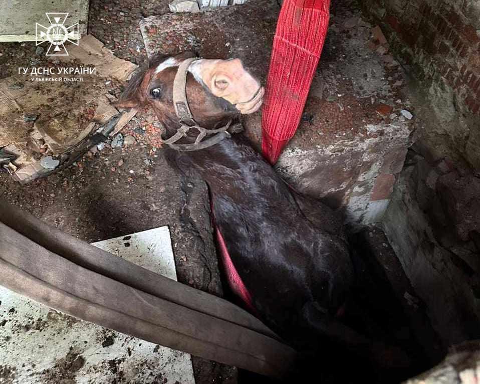 На Стрийщині рятувальники витягли з триметрової ями коня