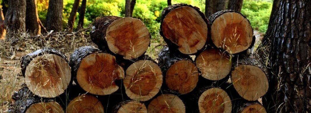 Мешканці Львівщини нарубали дерев на території заповідника