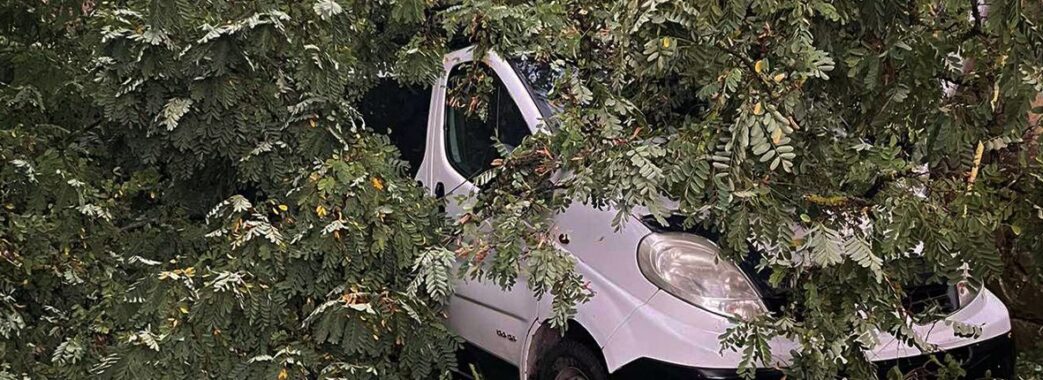 В Самборі повалене дерево заблокувало в машині сім’ю з двома малими дітьми