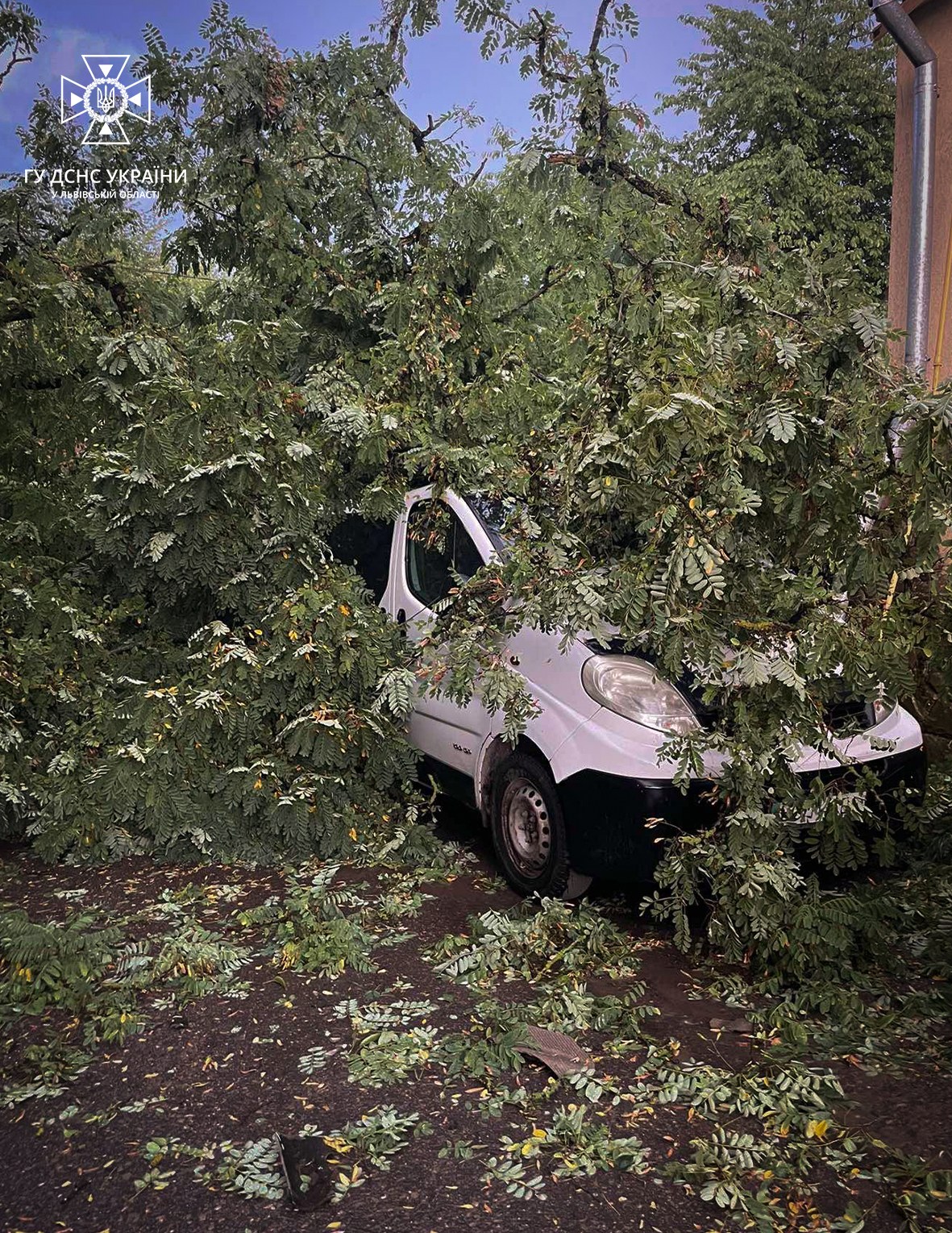 В Самборі повалене дерево заблокувало в машині сім’ю з двома малими дітьми
