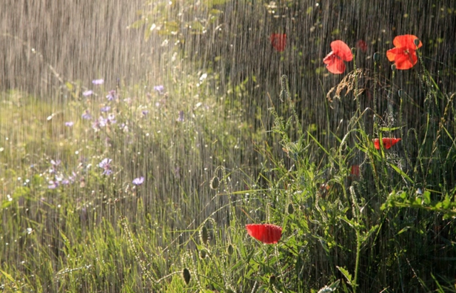 Грози та слабкий туман: синоптики розповіли, якою буде погода завтра на Львівщині