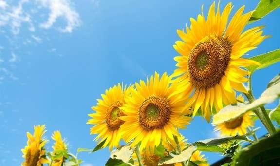 Спека та без опадів: яку погоду прогнозують на Львівщині на 3 серпня