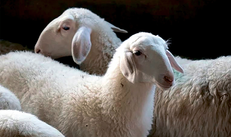 У  56-річного львів’янина виявили бруцельоз: це перший випадок за 2 роки