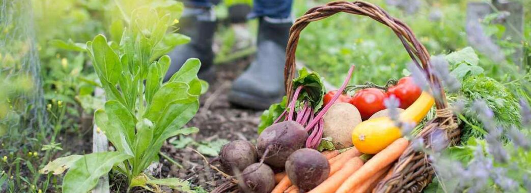 На Львівщині зібрали найбільший врожай овочів в Україні