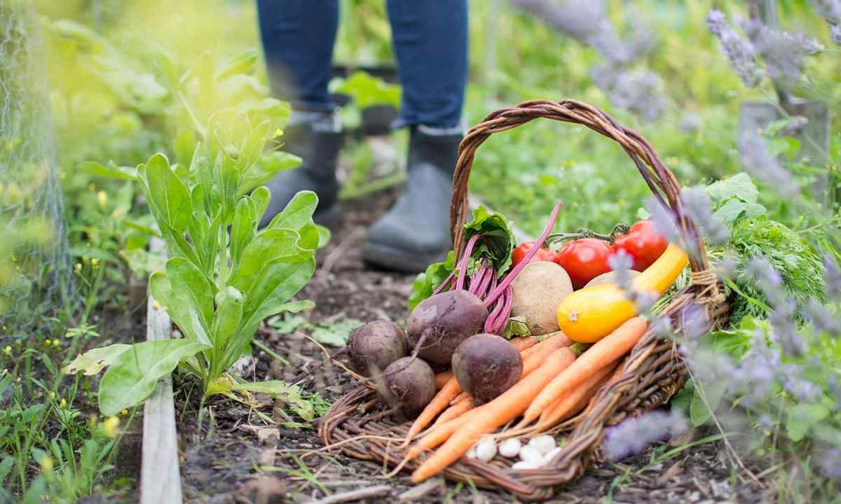 На Львівщині зібрали найбільший врожай овочів в Україні