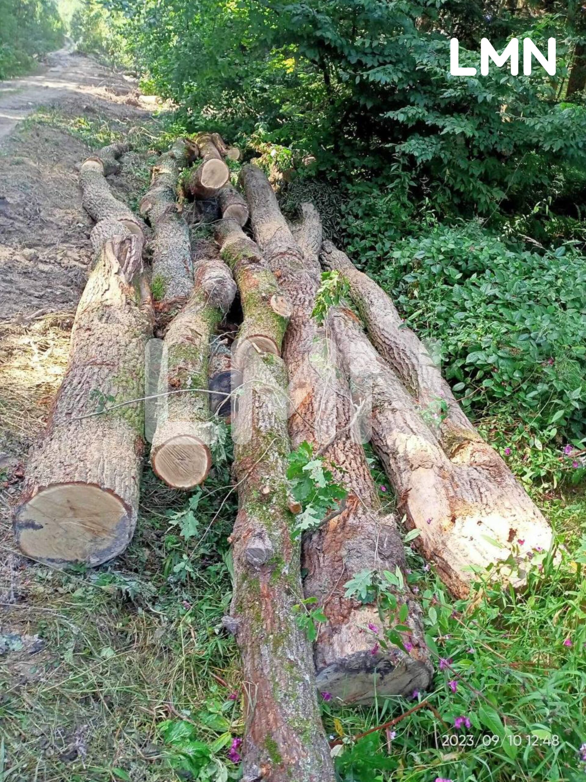 На Самбірщині виявили десятки зрубаних дубів без належного маркування (ВІДЕО)