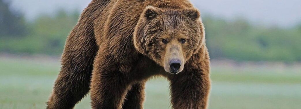 На Самбірщині на трасу вибіг бурий ведмідь (ВІДЕО)