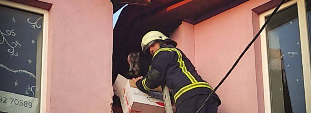 В Городку рятувальники зняли з даху трьох кошенят