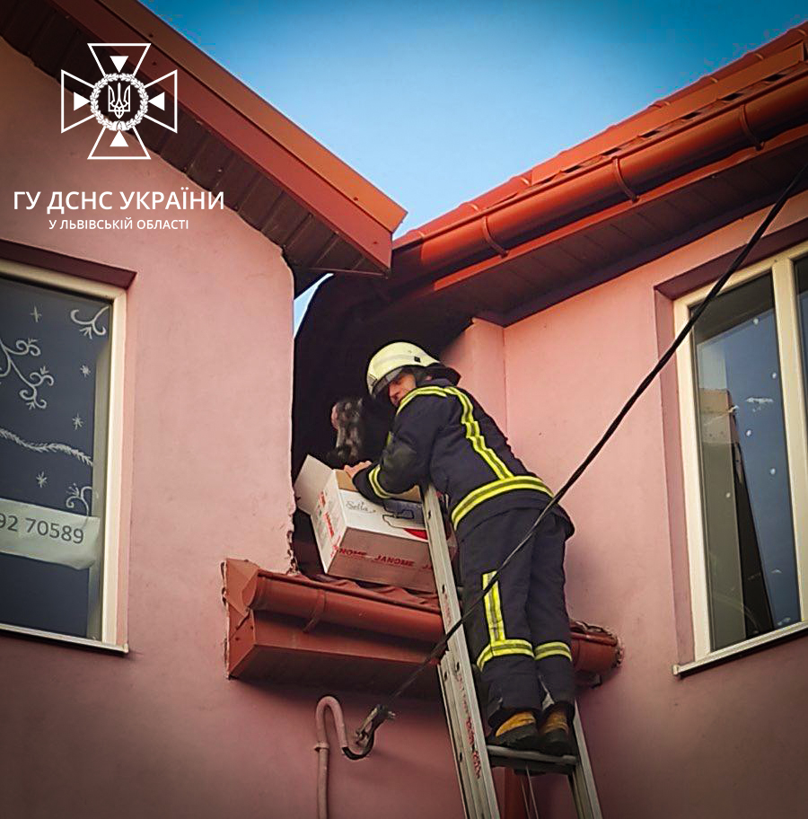 В Городку рятувальники зняли з даху трьох кошенят