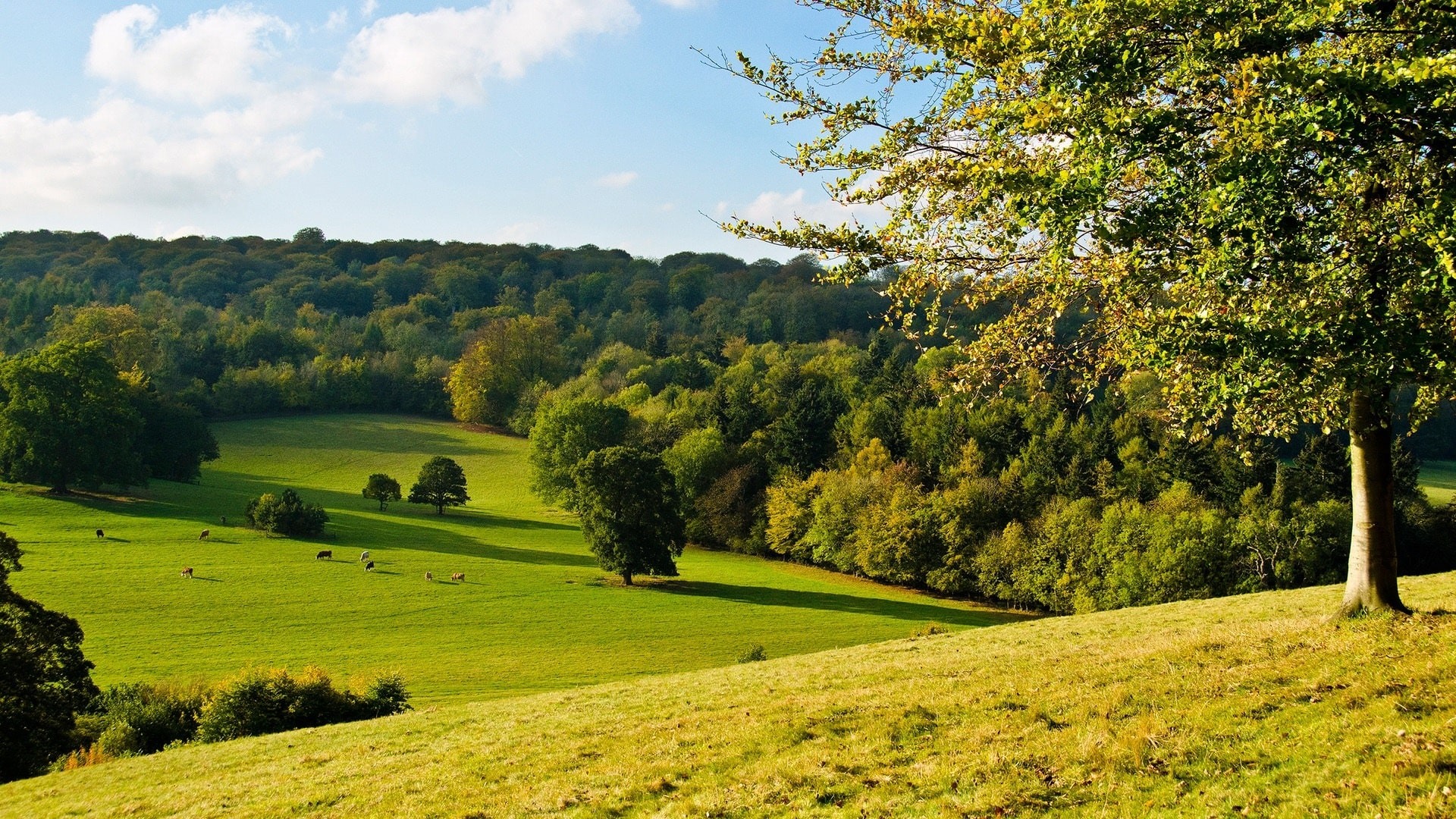 На вихідні прогнозують теплу погоду без опадів