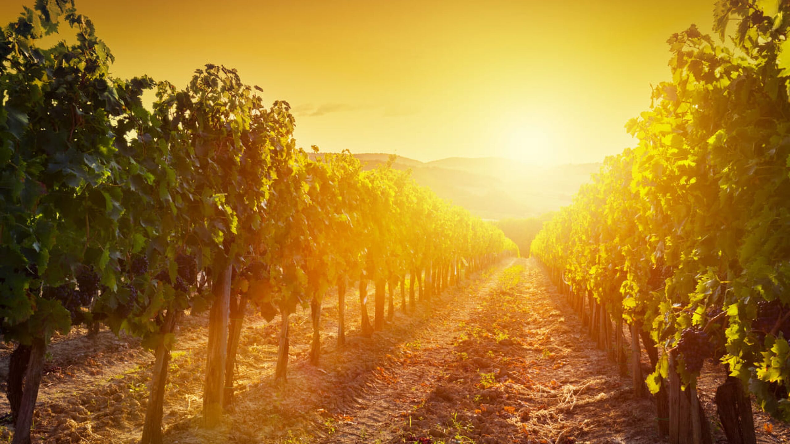 Тиждень на Львівщині розпочнеться зі спекотної і сухої погоди