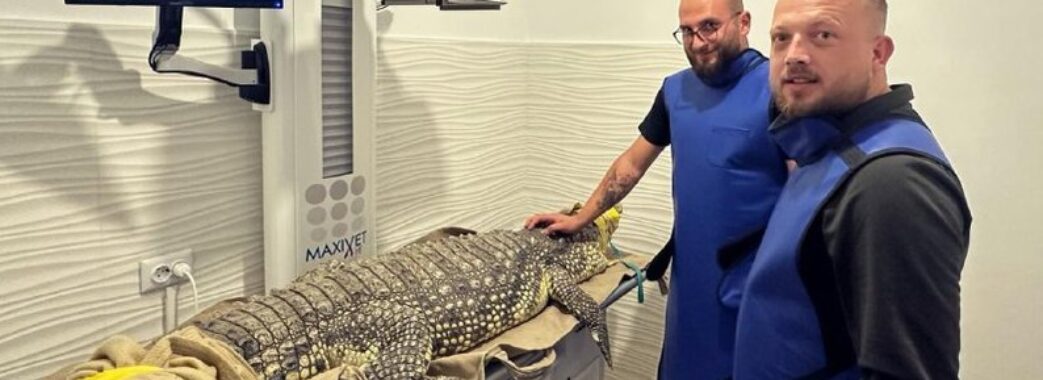 У Львові прооперують 75- кілограмового крокодила