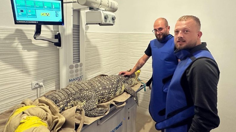 У Львові прооперують 75- кілограмового крокодила