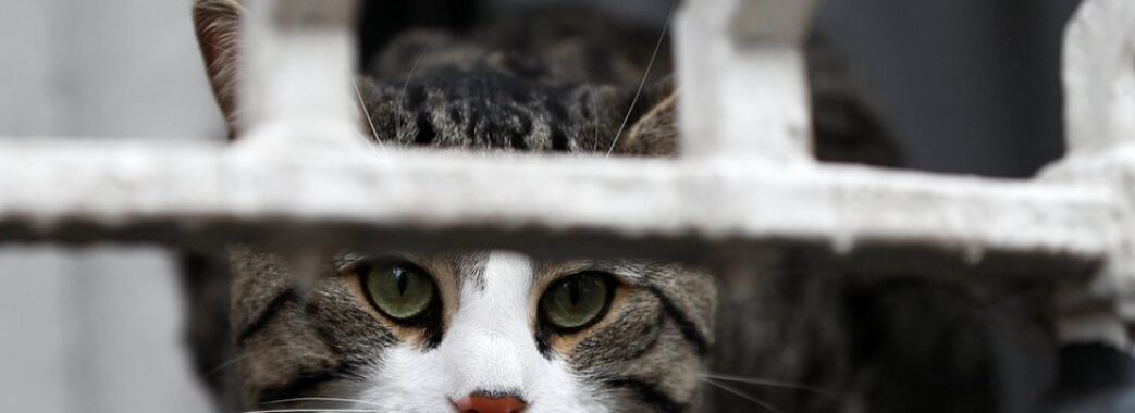 У Львові 65-річну жінку кіт на 2 години закрив на балконі (ВІДЕО)