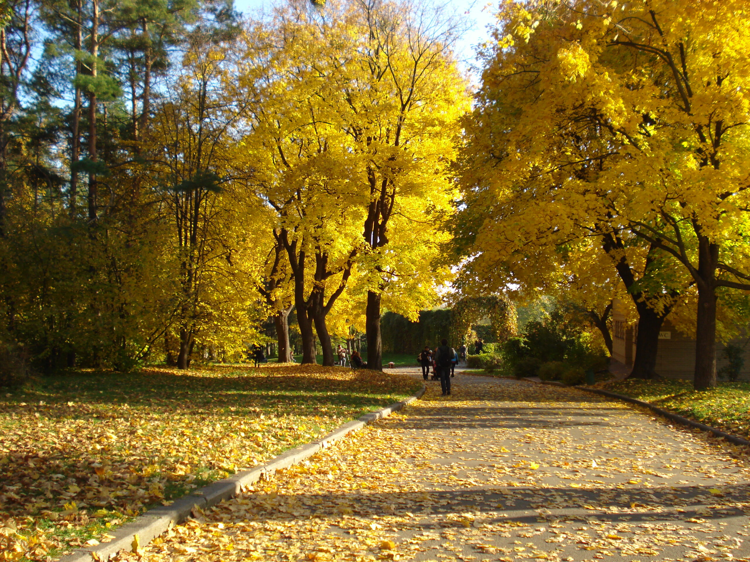 До + 30: синоптики розповіли, якою буде погода в перший понеділок осені