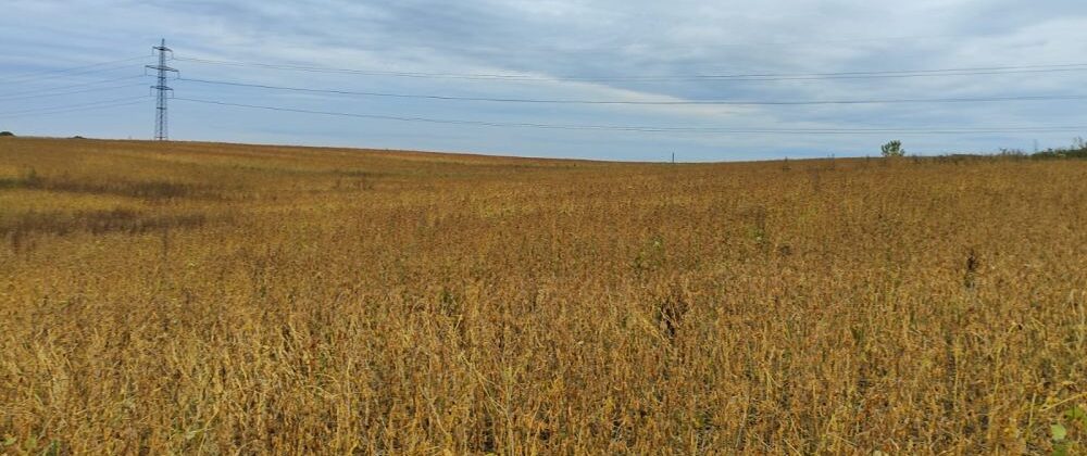 Поблизу Дублян невідомі самовільно засіяли 50 гектарів комунальної землі соєю та засадили картоплею