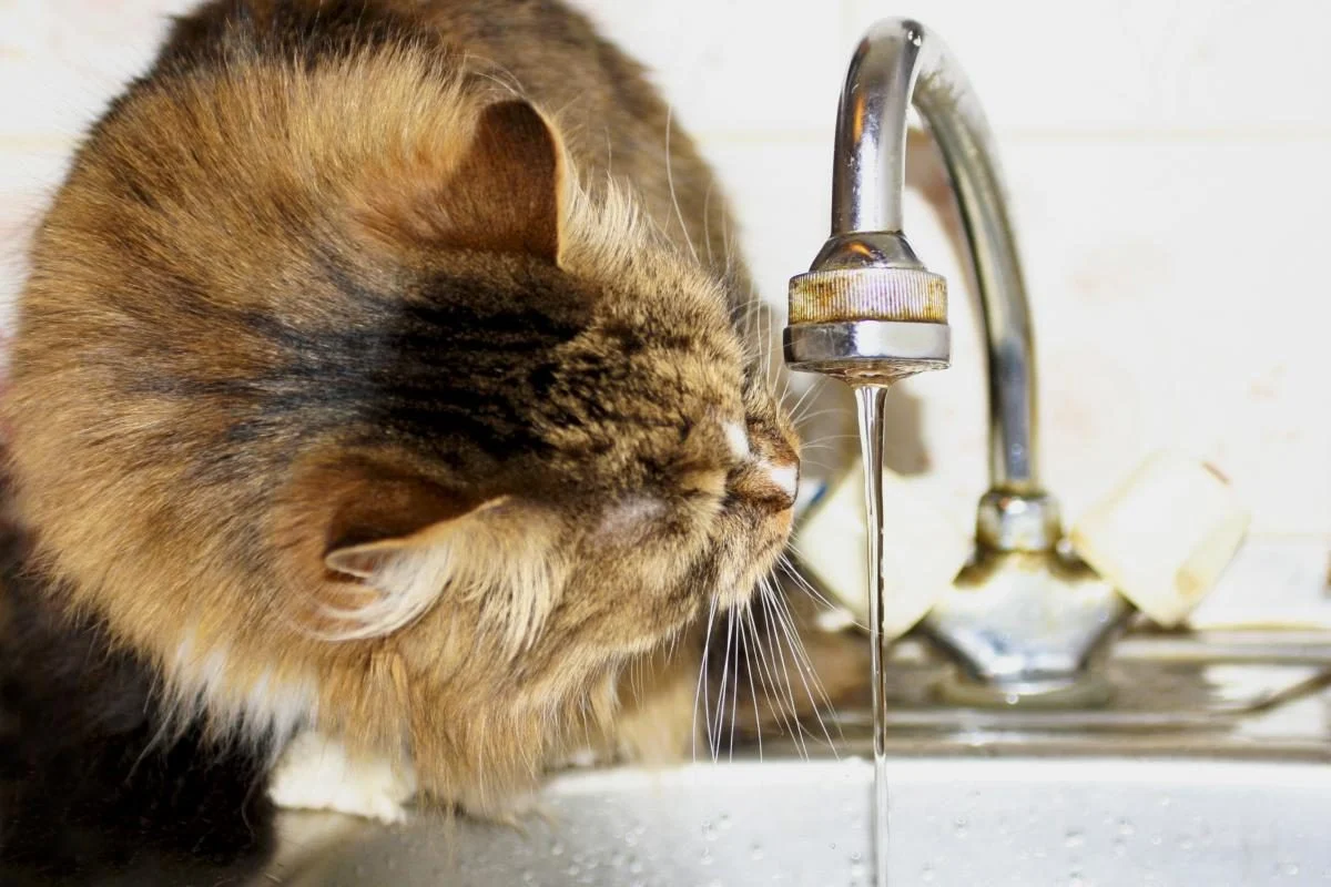 Кілька районів Львова залишаться без водопостачання: перелік вулиць та графік відключення