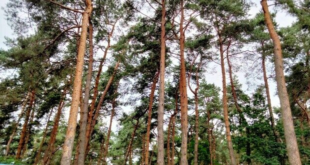 У дружини екс-очільника «Львівтеплоенерго» забрали ділянку лісу в Брюховичах