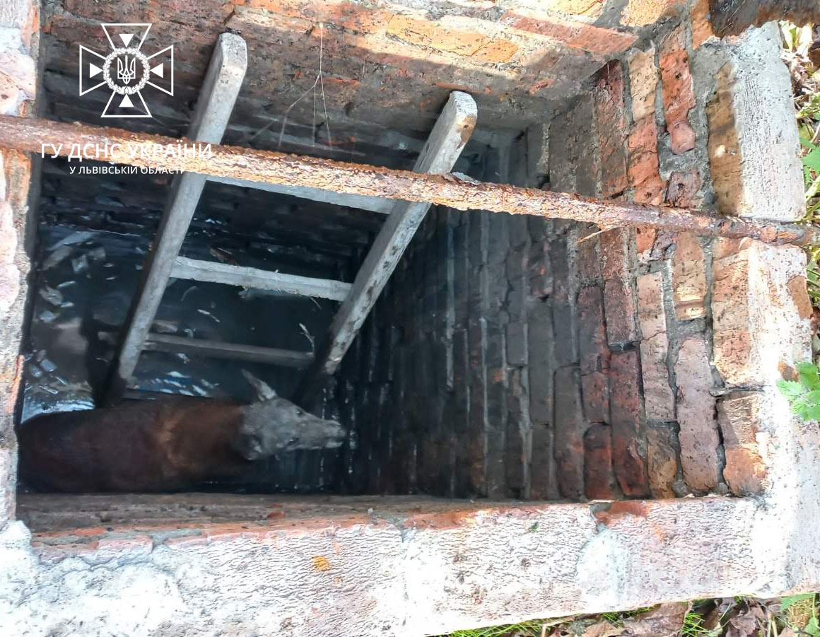 У Червоноградському районі рятувальники врятували чотирилапого, що впав у колодязь