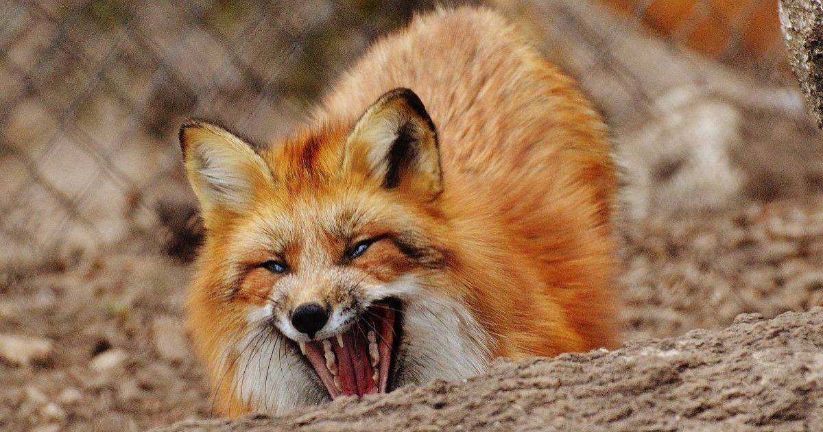 Дрогобиччиною продовжує поширюватися сказ