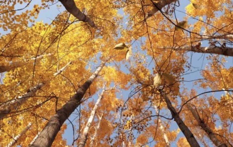 Синоптики розповіли, якої погоди очікувати 9 листопада