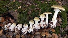 Внаслідок отруєння грибами померла 37-річна жінка із Червоноградщини