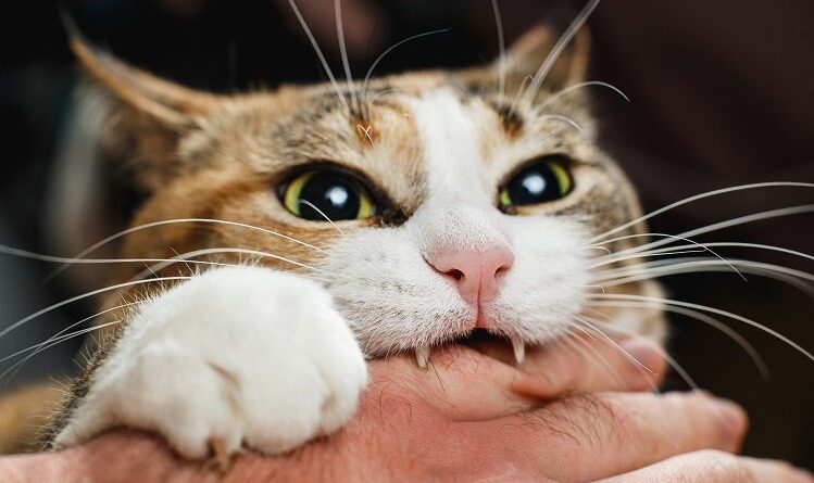 На Дрогобиччині зафіксували ще один випадок сказу в домашніх котів