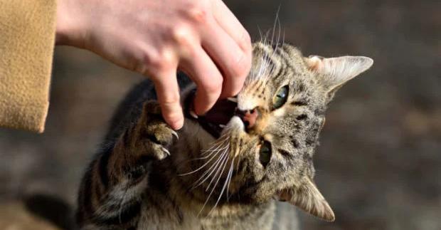 У Дрогобичі оголошено карантин через виявлений сказ у домашнього кота