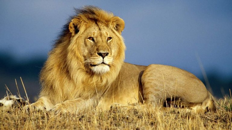 “Лев” на BMW: заступник Козицького Іван Собко радикально оновився