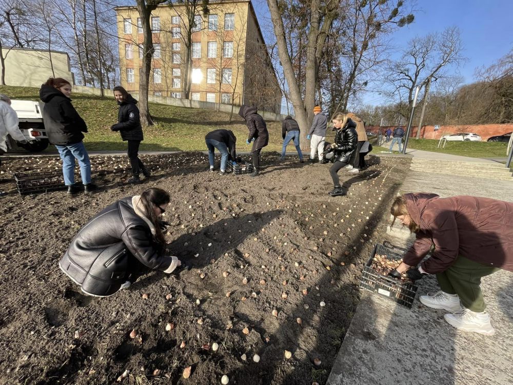 У Львові висадили 5000 тюльпанів подарованих від Нідерландів