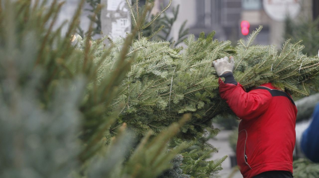 Сьогодні у Львові починають офіційно продавати ялинки: перелік локацій