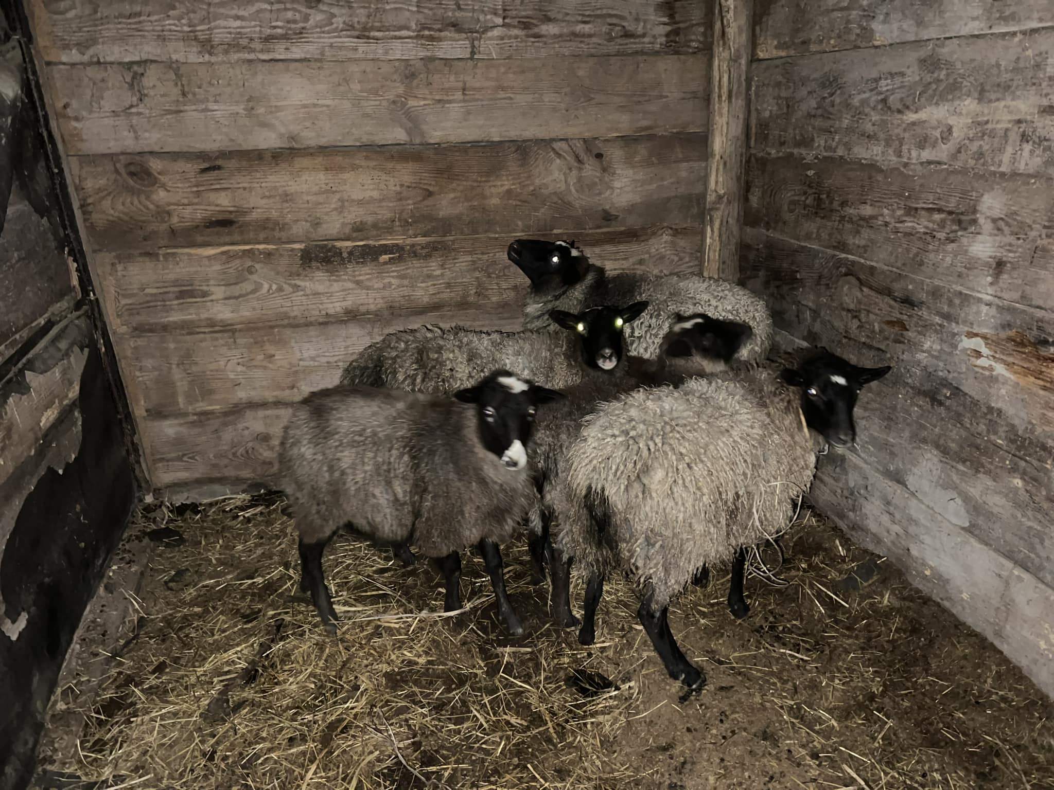 Врятувати овець: небайдужі українці за 5 годин зібрали кошти на порятунок тварин від забою