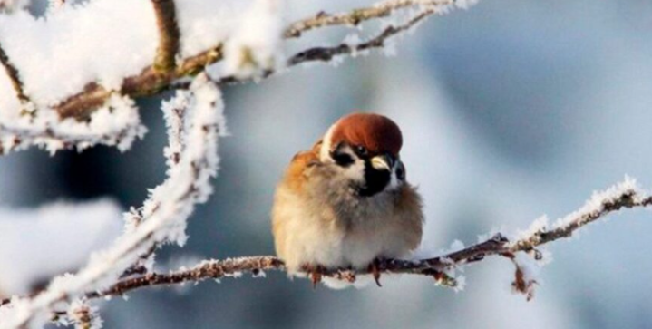 Тиждень на Львівщині розпочнеться з морозної, але безсніжної погоди